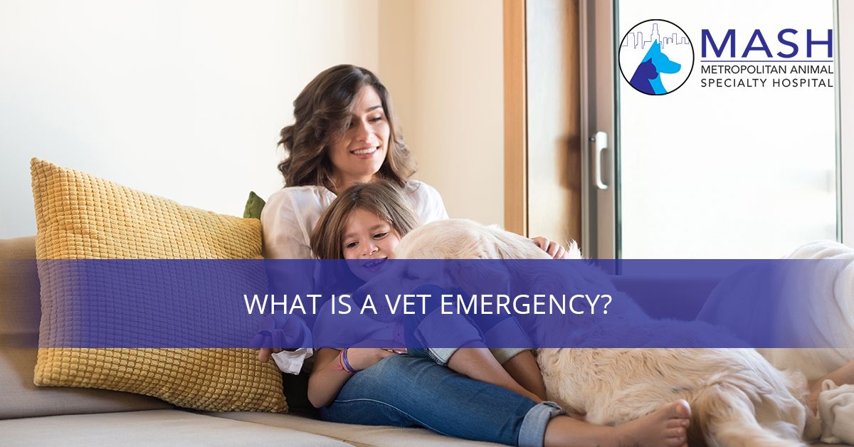 What-is-a-Vet-Emergency-5c40e2fa1fe18.jpg
