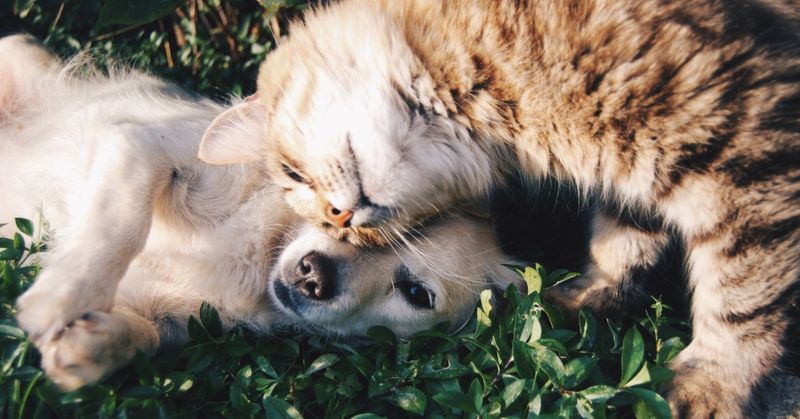 Animal Hospital Los Angeles: Could Your Pet Have Allergies? - Metropolitan Animal  Specialty Hospital