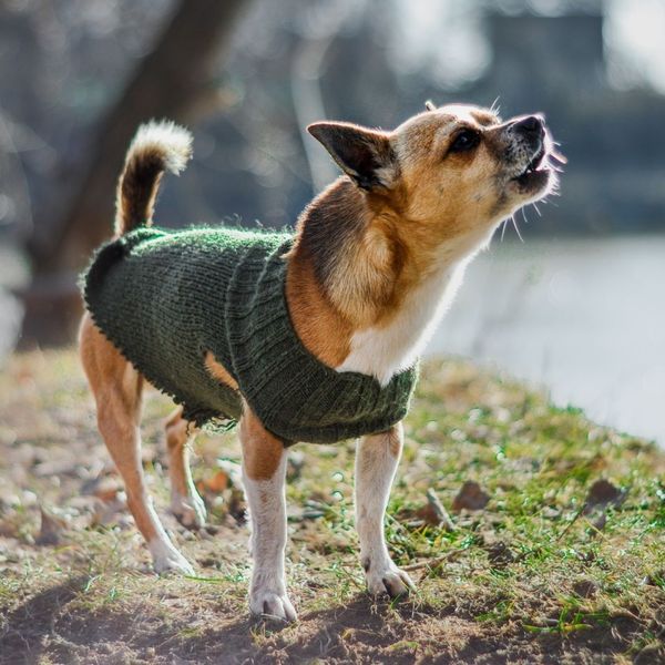 Small dog in a sweater howling