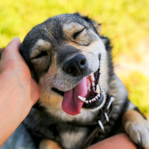 Adorable happy, smiling dog