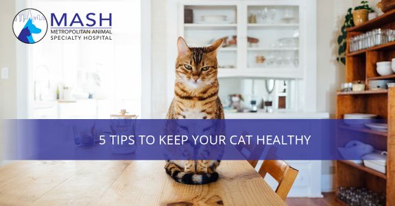 5-Tips-to-Keep-Your-Cat-Healthy-5aaa7a57eb58a.jpg