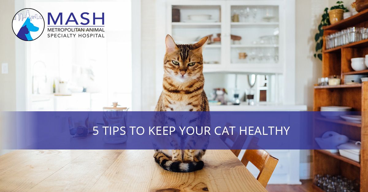 5-Tips-to-Keep-Your-Cat-Healthy-5aaa7a57eb58a.jpg