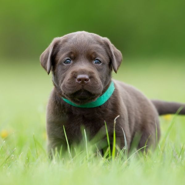 Cute chocolate Labrador puppy