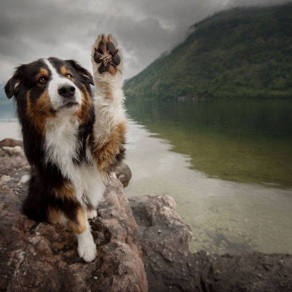 Cute dog with paw in the air