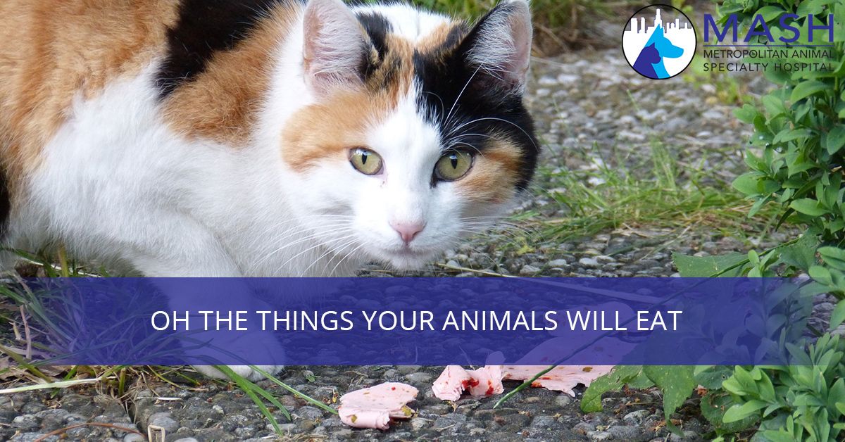 Oh-The-Things-Your-Animals-Will-Eat-59c5189eea7e2.jpg