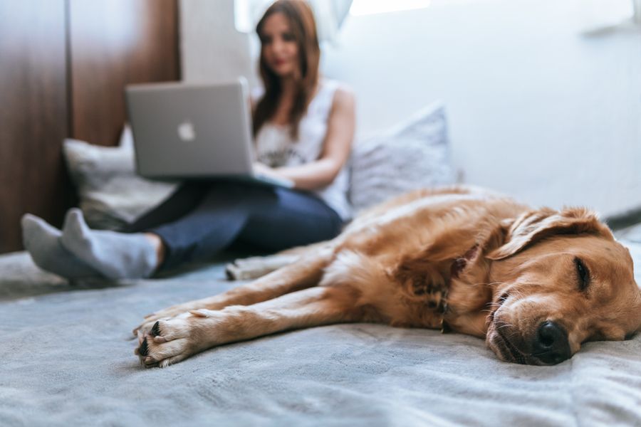 dog laying on bed while woman on computer