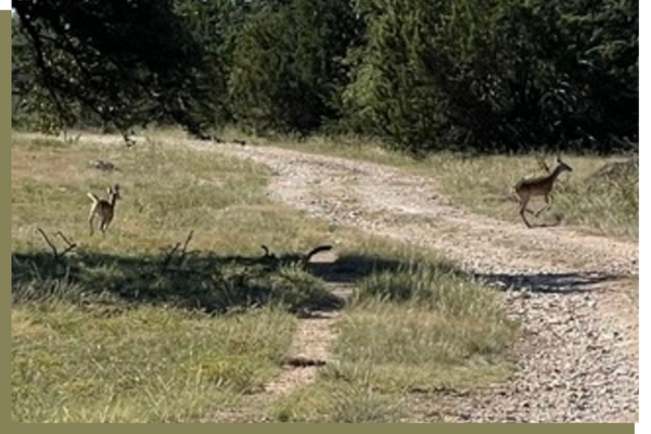 Freedom Trail Ranch