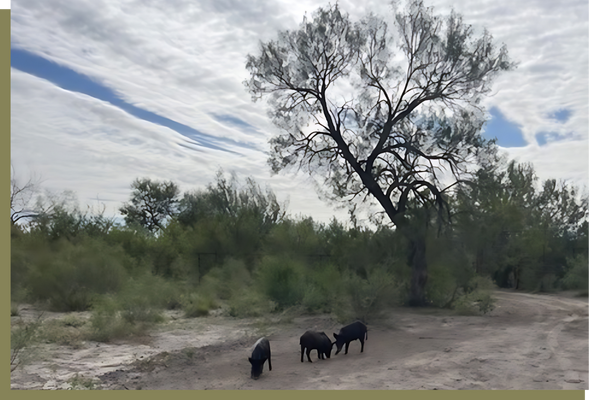 Soledad Creek Ranch property.