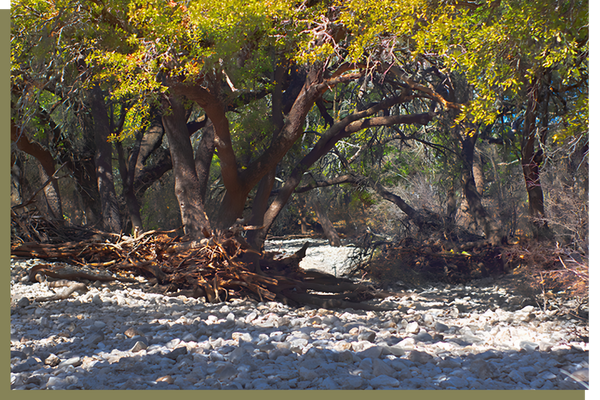 Oak Bend Ranch property.