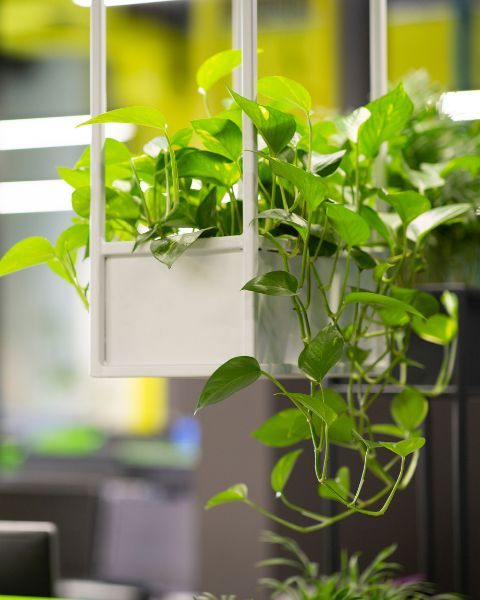 hanging potted plant in office