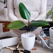 pruning indoor plants