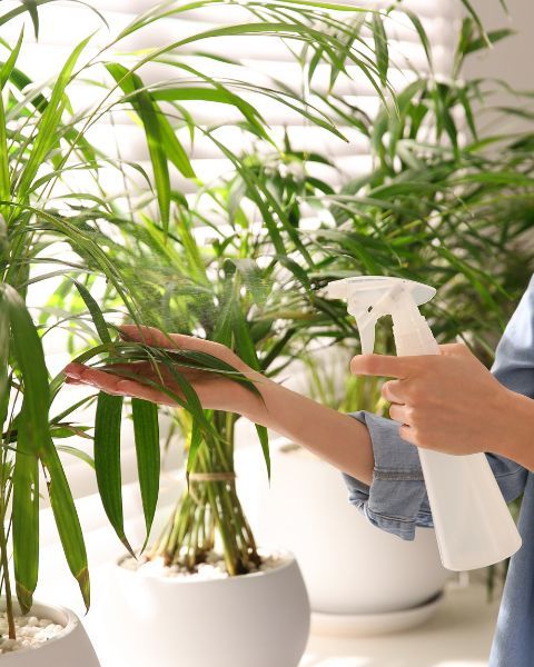 person misting plants