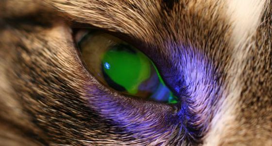 Image of a cat with an eye condition