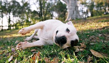 Image of a dog in the grass