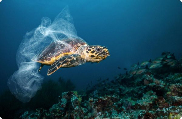 Reduce Plastic Use Reduce Plastic Use