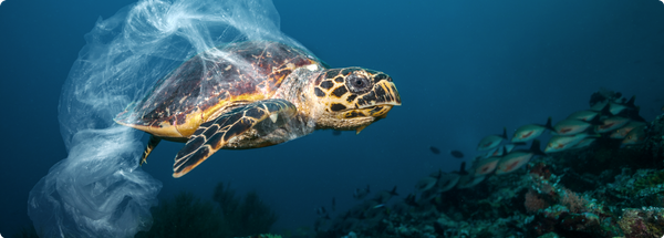 Sea turtle underwater wrapped in plastic waste