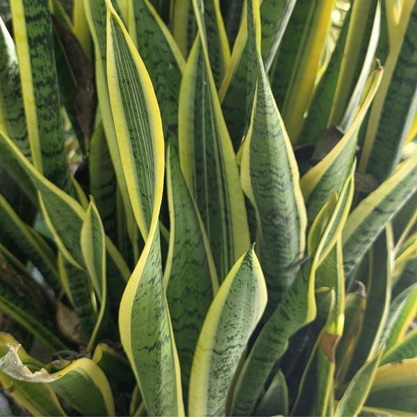 snake plant