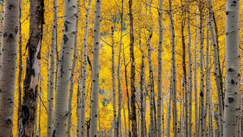 aspen trees