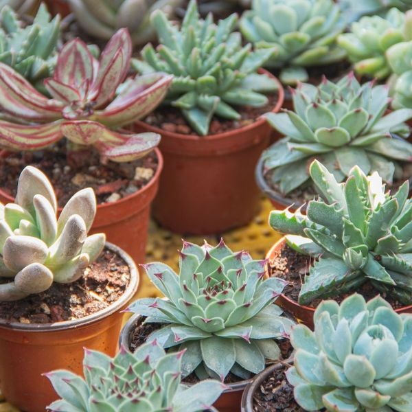 Succulents