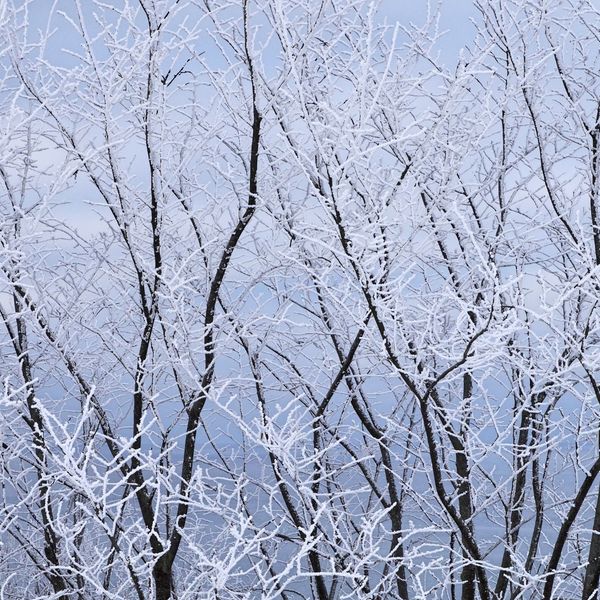 Snow on trees