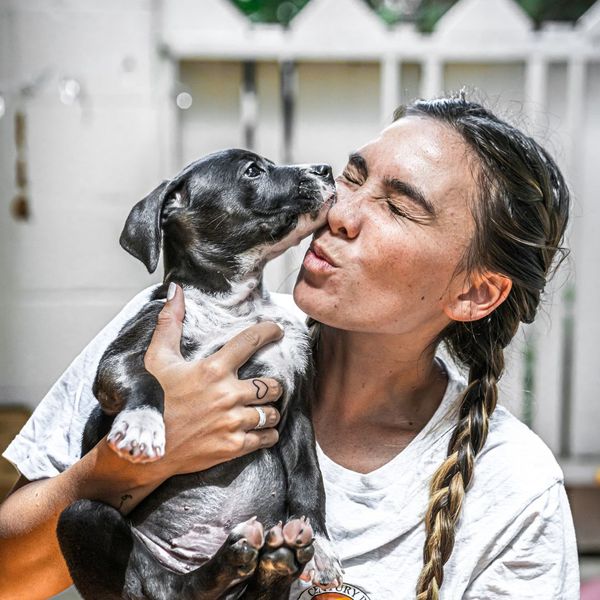 a puppy licking its owner