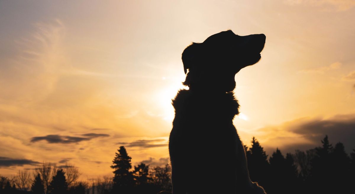 dog outside at sunset