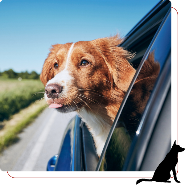 happy dog riding in car