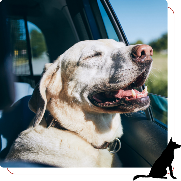 happy dog riding in car