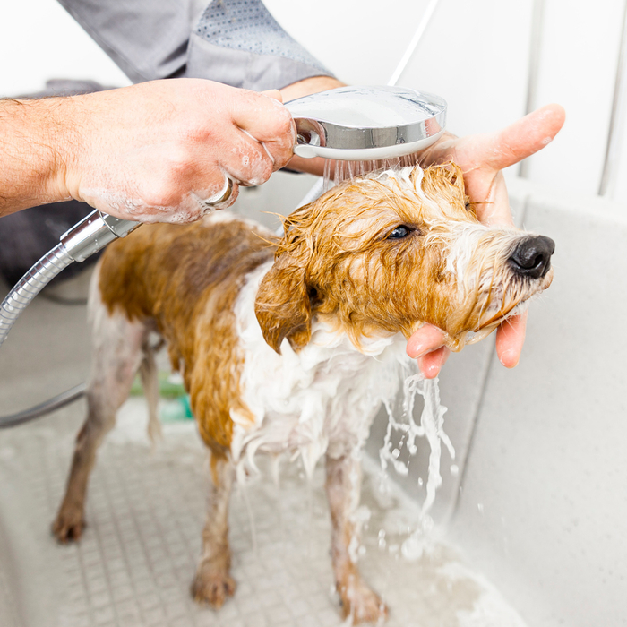 image of a dog wash