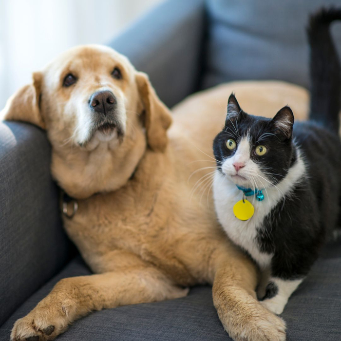 Dog and cat cuddling on the couch. 