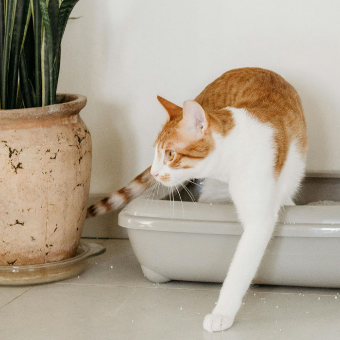 Cat in a litter box. Cat in a litter box.