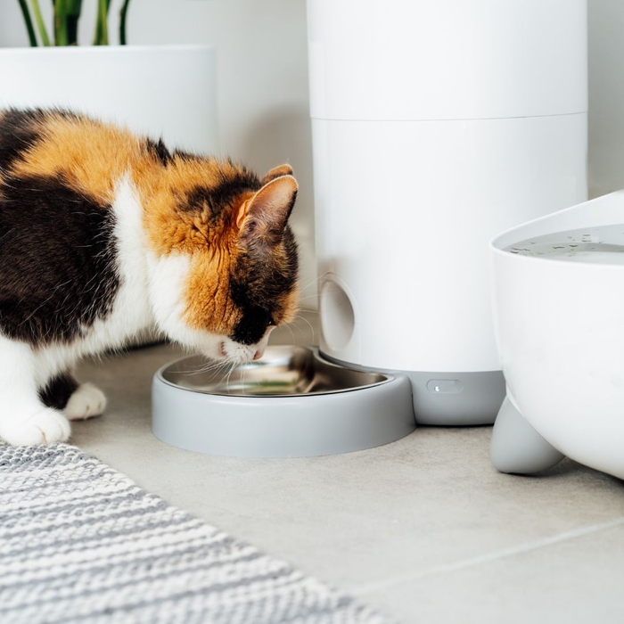 Cat eating from a food bowl. 