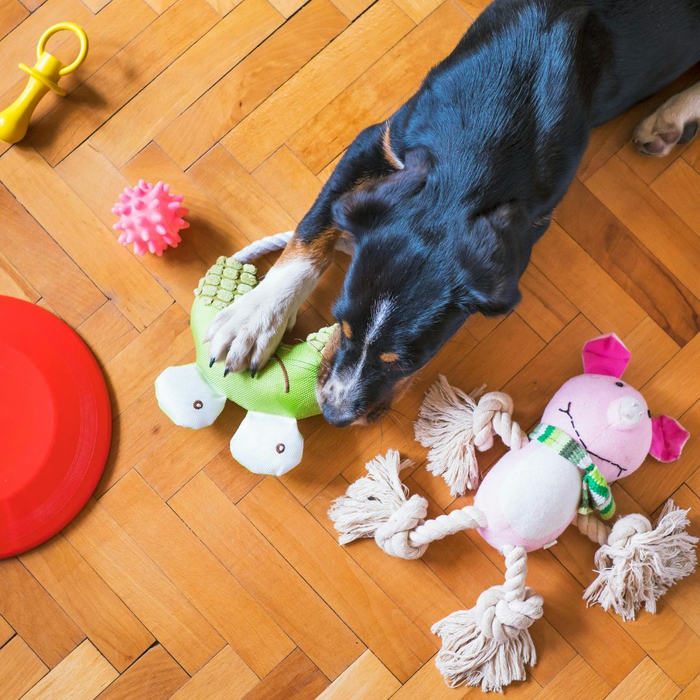 Dog playing with toys. Dog playing with toys.