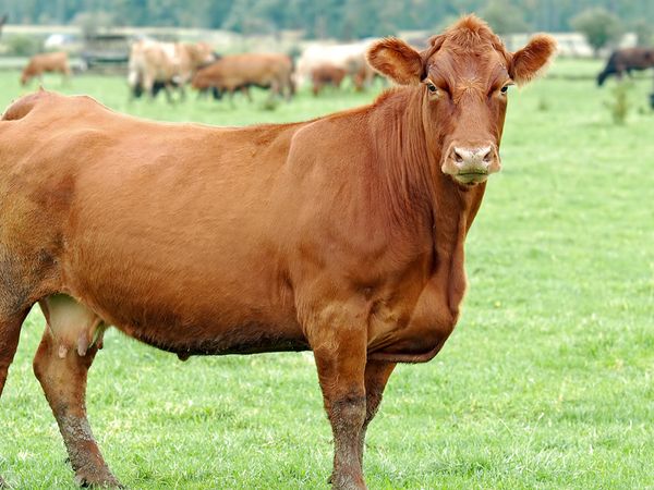 large cow