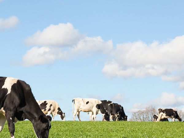 happy cows grazing