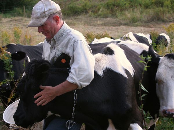 farmer with healthy cows