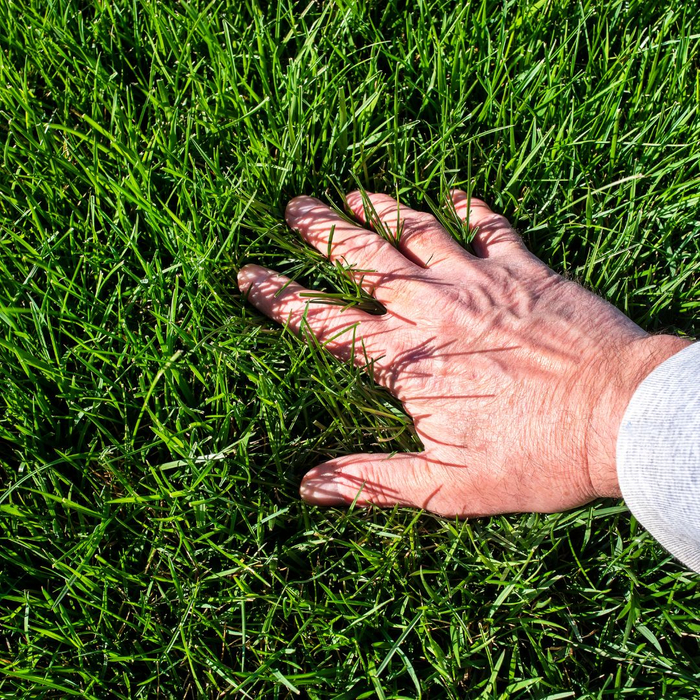 The Heartbeat of a Healthy Lawn