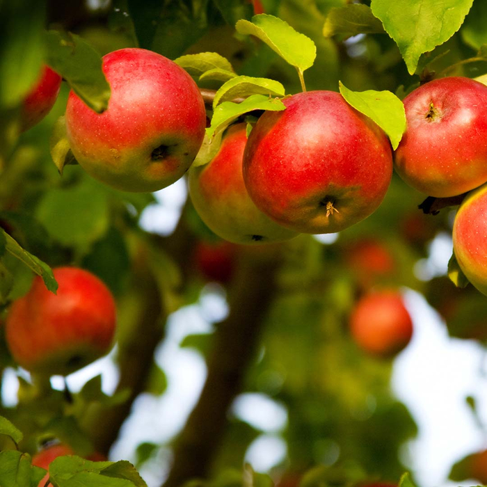 Apple tree with ripe fruit