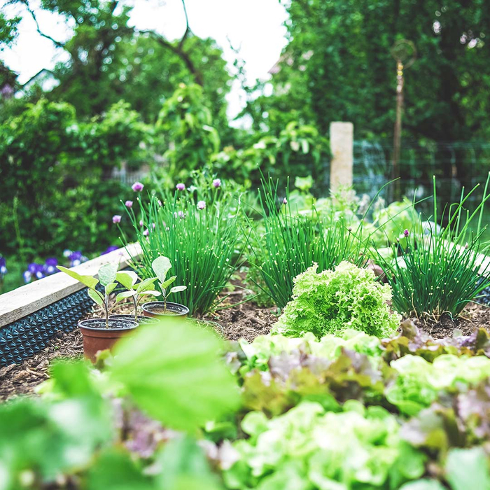 Vegetable garden in raised bed