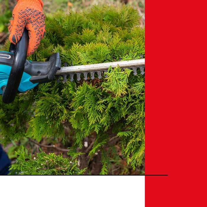 Worker using trimmers on a hedge