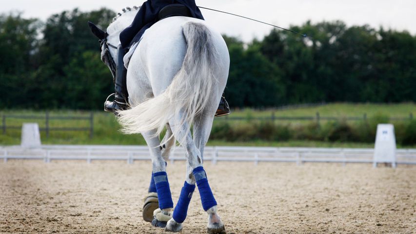 dressage