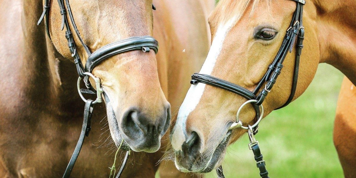 2 horses close up