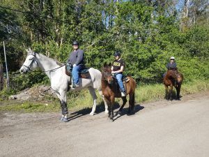 Experience the Joy of Horseback Riding in Delray Beach