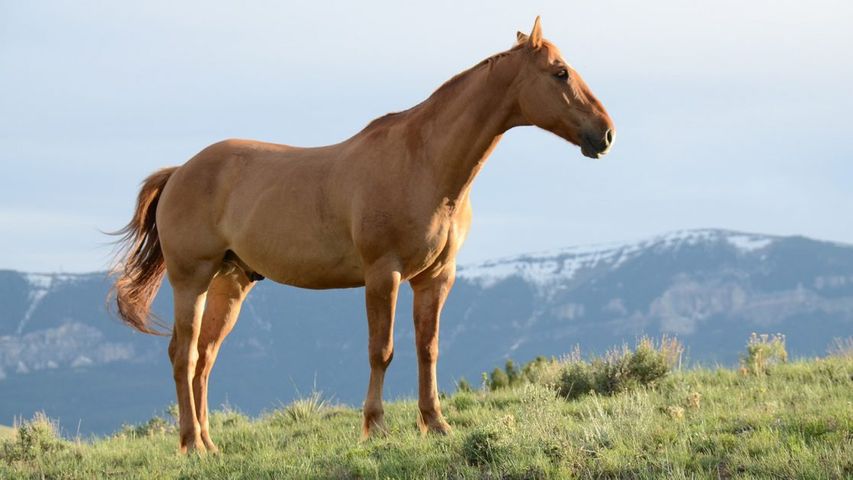 a horse outside in pasture