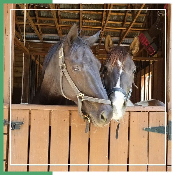 Pink Flamingo Stables horses