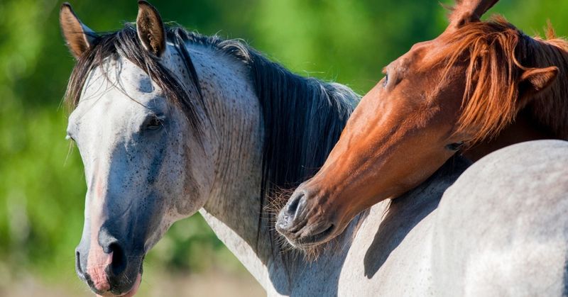 Arabian Friesian Origins Care and Why They are Special