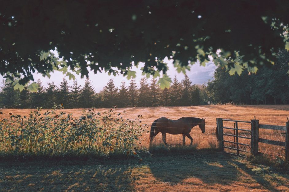 a horse in the pasture