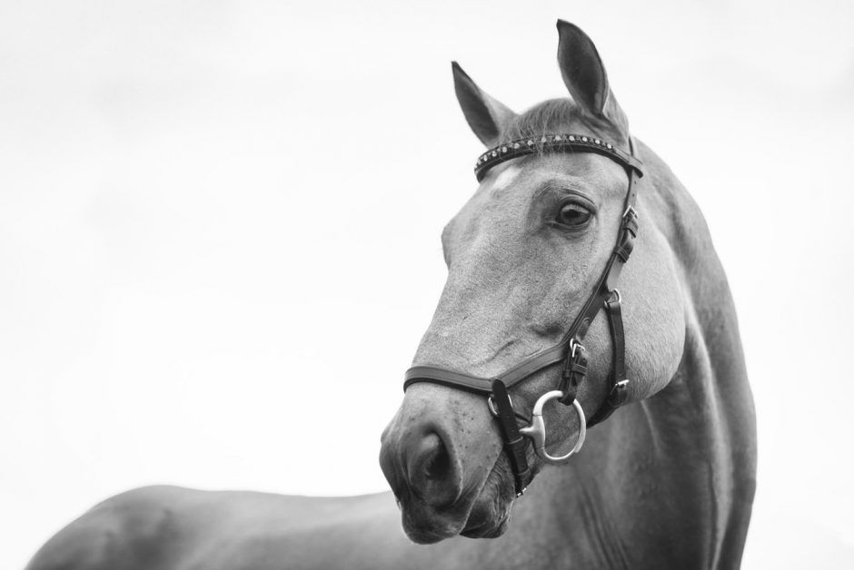 black and white image of horse