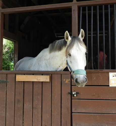 white horse in a stable