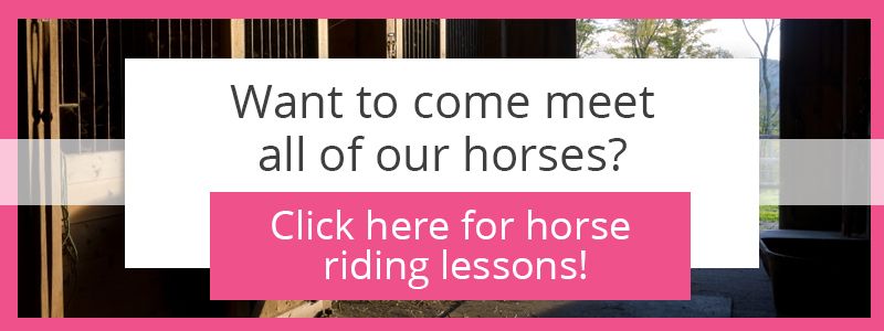 contact for lessons and rides info banner